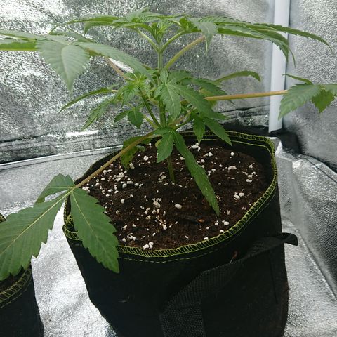 Bogota growlog timeline photo