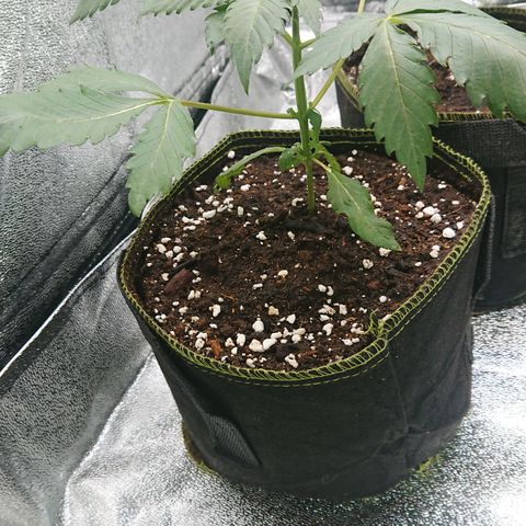 Cherry Zelato growlog timeline photo