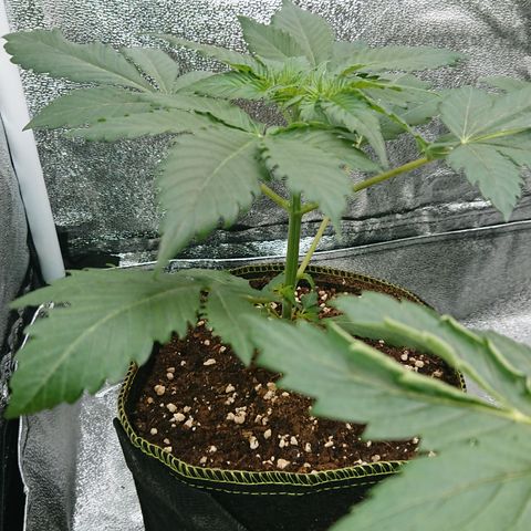 Cherry Zelato growlog timeline photo