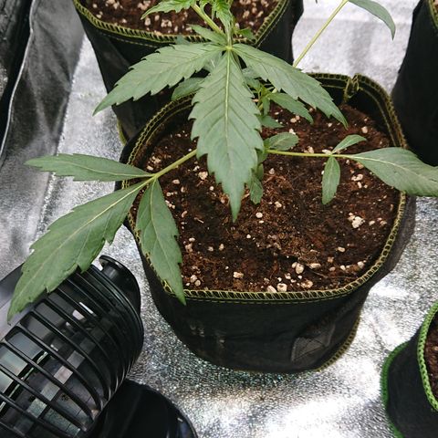 Cherry Zelato growlog timeline photo