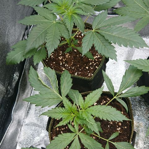 Cherry Zelato growlog timeline photo