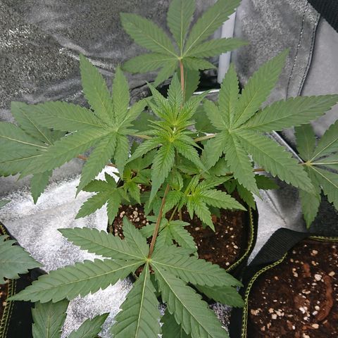 Bogota growlog timeline photo