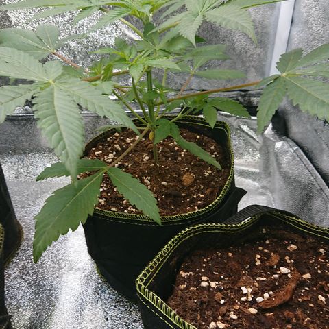 Bogota growlog timeline photo