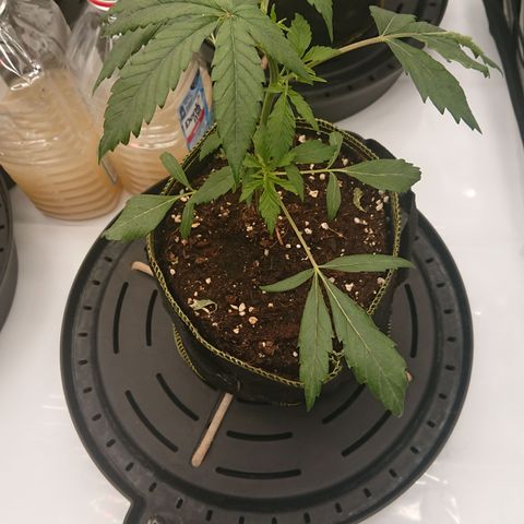 Cherry Zelato growlog timeline photo