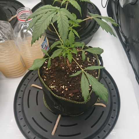 Cherry Zelato growlog timeline photo