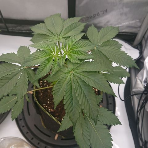 Cherry Zelato growlog timeline photo