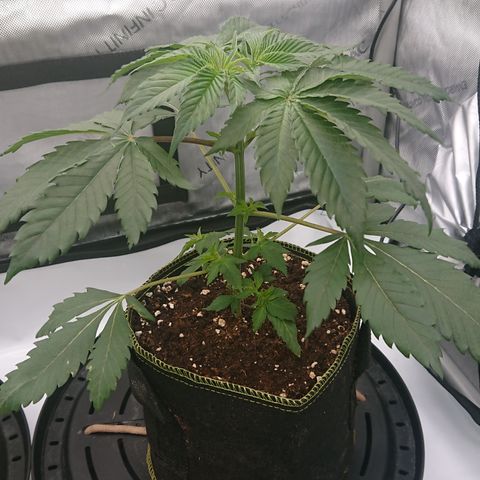 Cherry Zelato growlog timeline photo