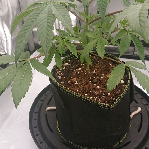 Bogota growlog timeline photo