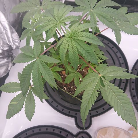 Bogota growlog timeline photo