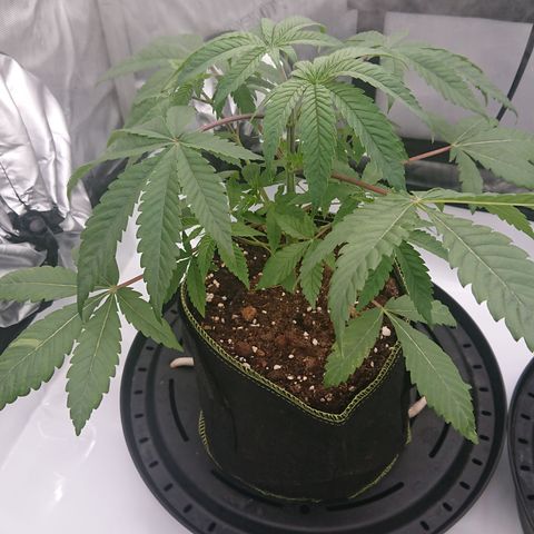 Bogota growlog timeline photo