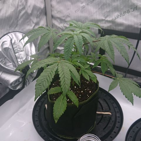 Bogota growlog timeline photo