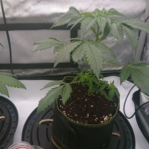 Cherry Zelato growlog timeline photo