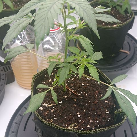 Cherry Zelato growlog timeline photo