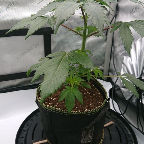 Cherry Zelato growlog timeline photo