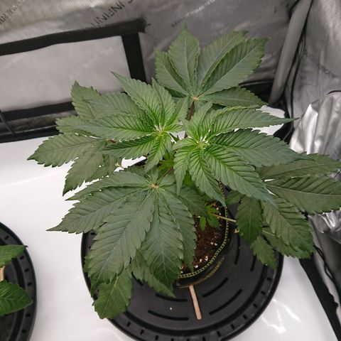 Cherry Zelato growlog timeline photo