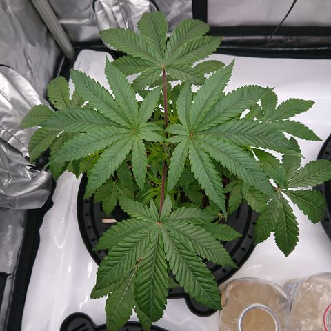 Bogota growlog timeline photo