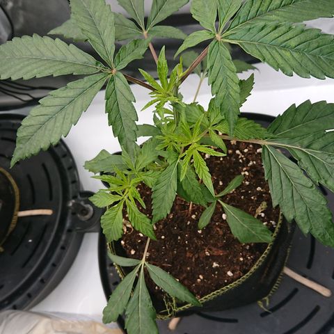 Cherry Zelato growlog timeline photo