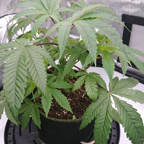 Bogota growlog timeline photo