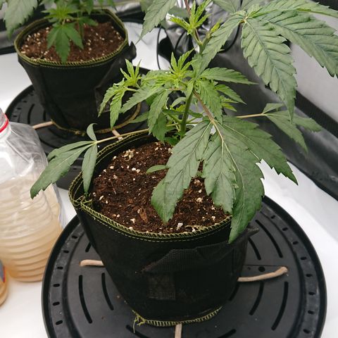 Cherry Zelato growlog timeline photo