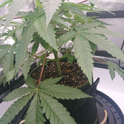 Bogota growlog timeline photo