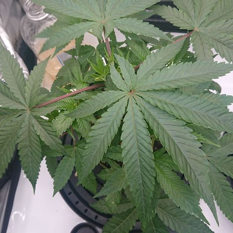 Bogota growlog timeline photo