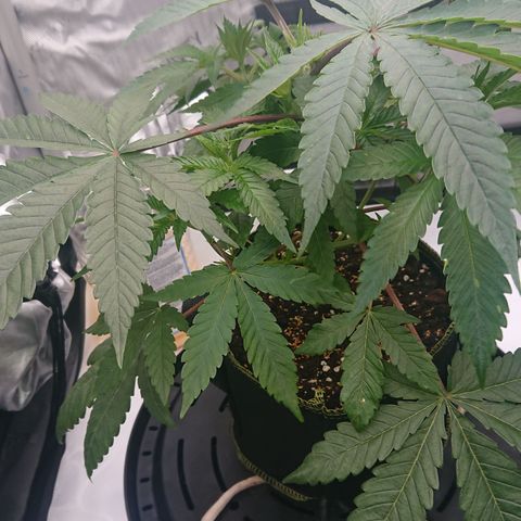 Bogota growlog timeline photo