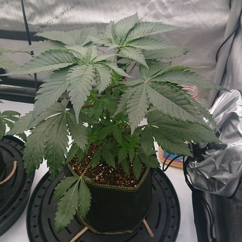 Cherry Zelato growlog timeline photo