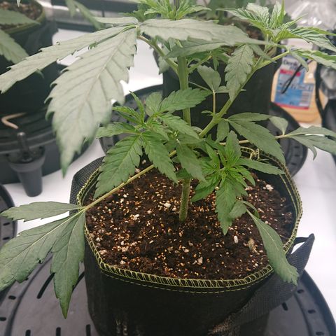 Cherry Zelato growlog timeline photo