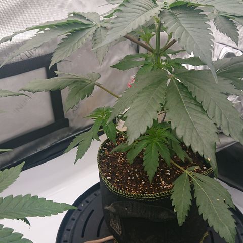Cherry Zelato growlog timeline photo