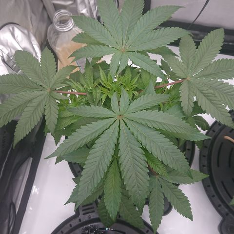 Bogota growlog timeline photo