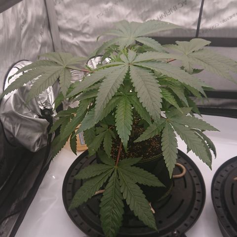 Bogota growlog timeline photo