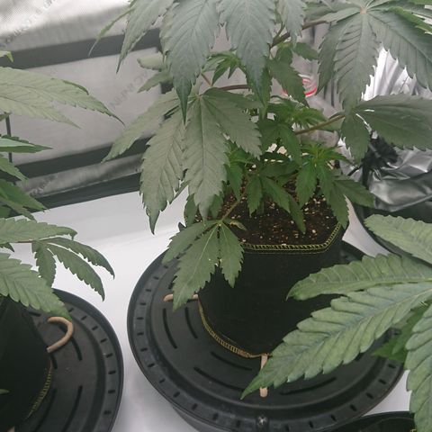 Cherry Zelato growlog timeline photo