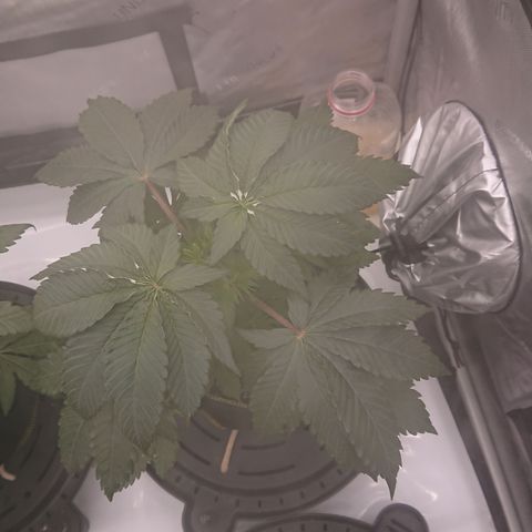 Cherry Zelato growlog timeline photo