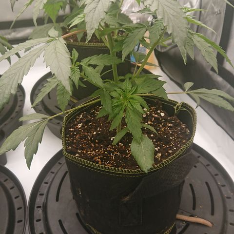 Cherry Zelato growlog timeline photo