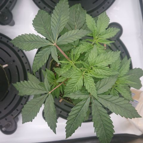 Cherry Zelato growlog timeline photo