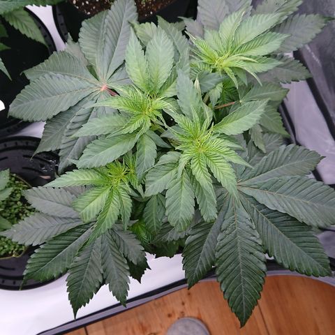 Cherry Zelato growlog timeline photo