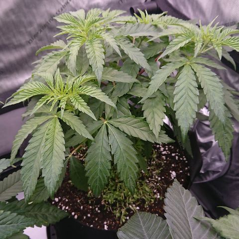 Cherry Zelato growlog timeline photo