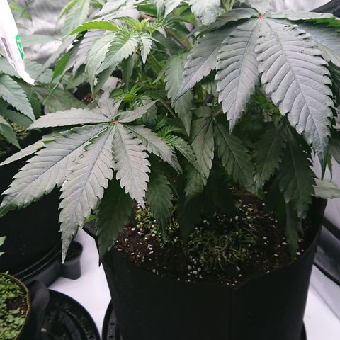 Cherry Zelato growlog timeline photo