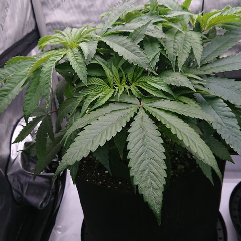 Bogota growlog timeline photo