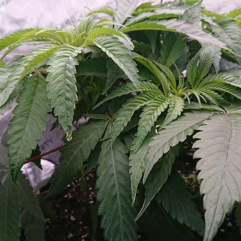 Bogota growlog timeline photo