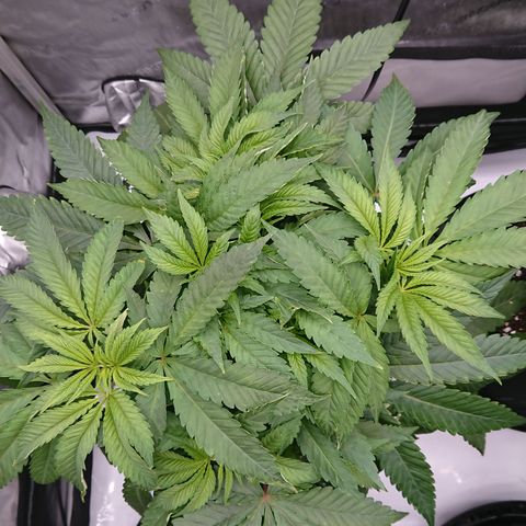 Bogota growlog timeline photo