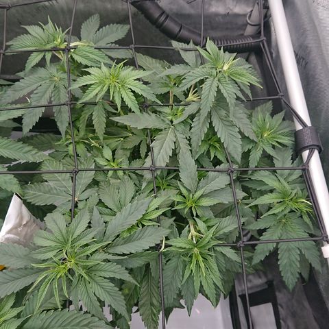 Cherry Zelato growlog timeline photo