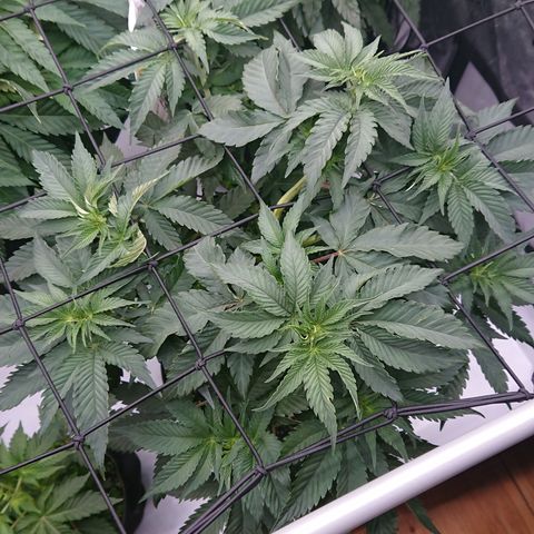 Cherry Zelato growlog timeline photo