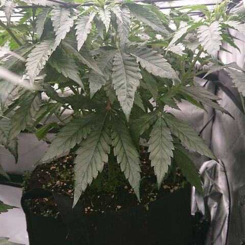 Cherry Zelato growlog timeline photo