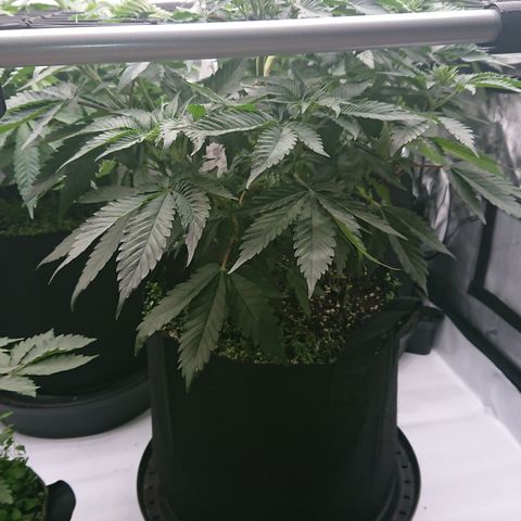 Cherry Zelato growlog timeline photo