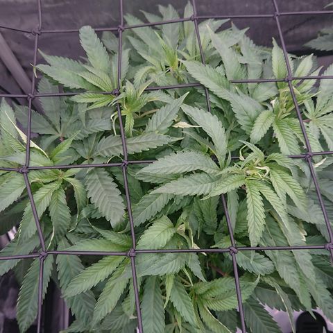 Bogota growlog timeline photo