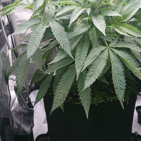 Bogota growlog timeline photo
