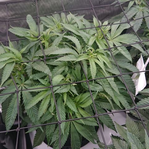 Bogota growlog timeline photo