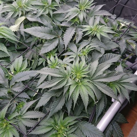 Cherry Zelato growlog timeline photo
