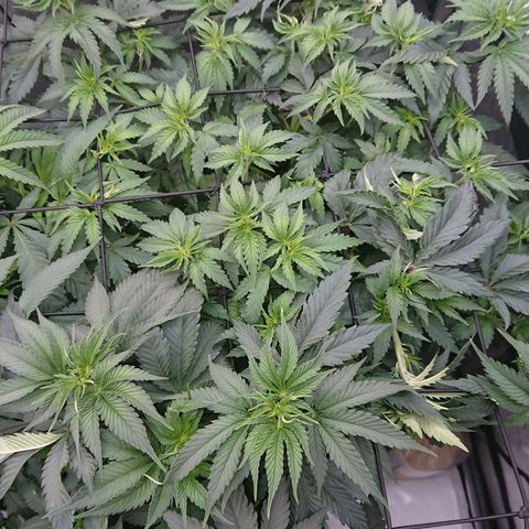 Cherry Zelato growlog timeline photo